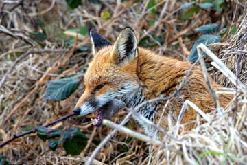 Red Fox (Vulpes vulpes), common in grasslands and urban areas, spotted on Bull Island, Dublin.
