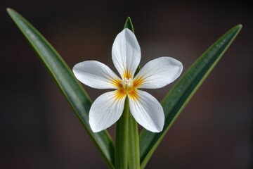 Naklejka premium A closeup view of a white flower with yellow center and green leaves.