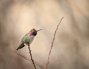 Anna's Hummingbird perched