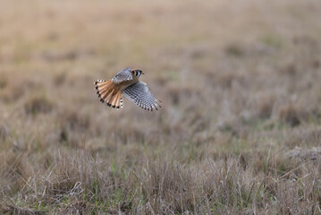 American Kestrel in flight