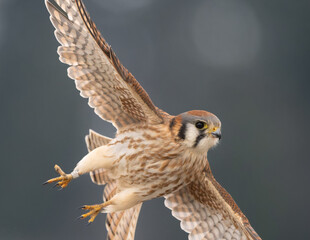 American Kestrel in flight