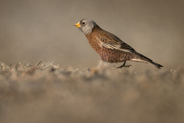 Gray-crowned Rosy-Finch