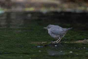 American Dipper
