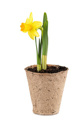 Narcissus flower in a pot on white background