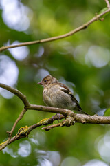 Female Chaffinch (Fringilla coelebs), common in European woodlands, spotted on Bull Island, Dublin