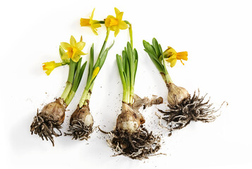 young narcissus growing isolated on white