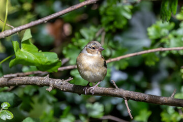 Female Chaffinch (Fringilla coelebs), common in European woodlands, spotted on Bull Island, Dublin