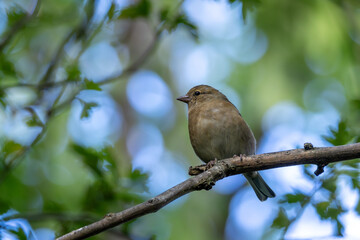 Female Chaffinch (Fringilla coelebs), common in European woodlands, spotted on Bull Island, Dublin
