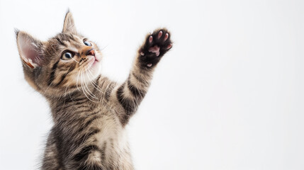 Curious cat surprises itself while knocking over a glass of milk in an unexpected moment of playful mischief