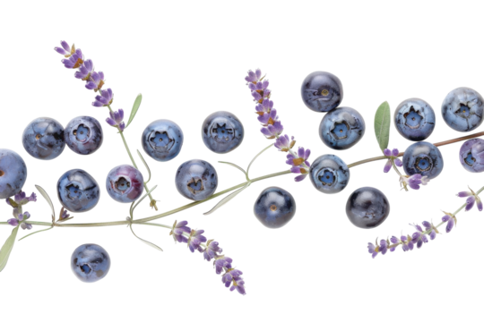 Delicate lavender twirls alongside fresh blueberries, creating a harmonious display of nature's bounty in a minimalist composition isolated on transparent background