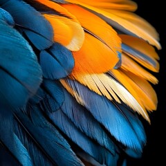 Obraz premium close up of feathers feather on black background