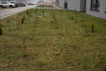 Obraz premium Young saplings in an urban landscape, surrounded by grass and parked vehicles, illustrating a modern approach to integrating nature with city architecture.