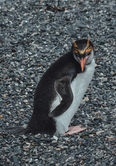 penguin on the beach