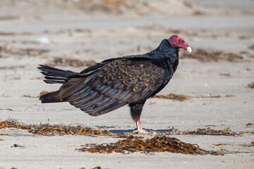 Turkey Vulture