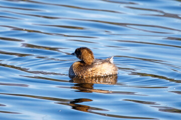 Pied-billed Grebe
