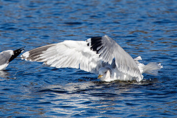 California Gull