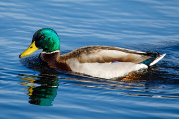 Mallard