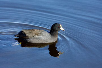 American Coot