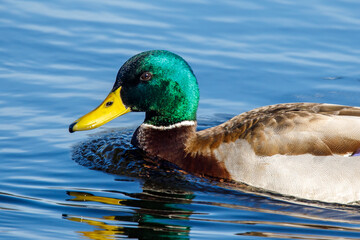 Mallard