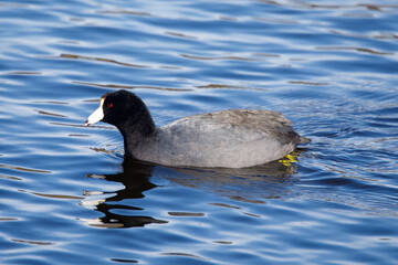 American Coot