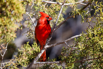 Cardinal