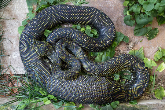 Australian Diamond Python digesting a large feed in its stomach