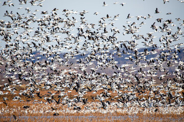 Snow Geese