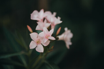 Roman Style Secret Garden Oasis