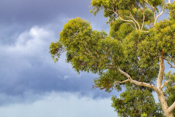 Australian Scribbly Gum Tree with storm clouds in background