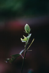 Roman Style Secret Garden Oasis