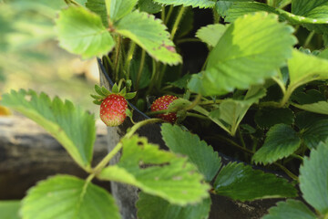 Strawberry plants planted in pots are starting to bear fruit