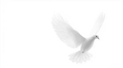 Obraz premium white dove isolated on white
