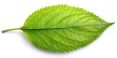 Fototapeta premium Single Green Leaf on White Background