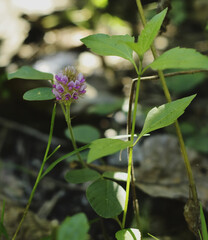 Clover flower on a green background close up. Bokeh photography