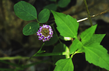 Clover flower on a green background close up. Bokeh photography