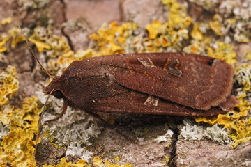 Brown Lesser yellow underwing Noctua comes Moth on Lichen-Covered Tree Bark