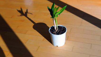 Indoor beautiful red flowers. The flowers grow in pots and are located indoors.