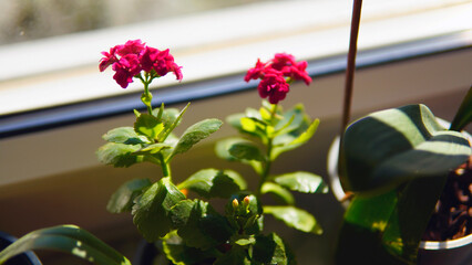 Indoor beautiful red flowers. The flowers grow in pots and are located indoors.