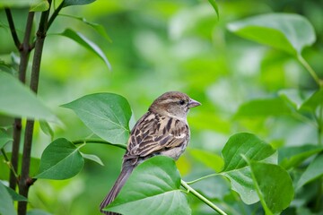 Spatz ruht sich aus
