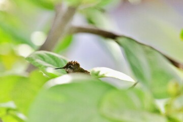 Kolibri im Baum