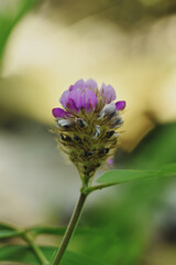 Clover flower on a green background close up. Bokeh photography
