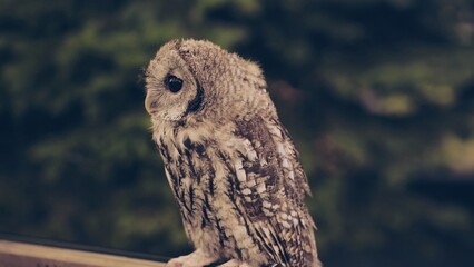 Young owl perching on wooden railing, soft plumage framing piercing eyes against blurred verdant background
