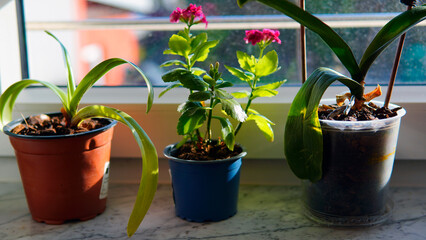 Indoor beautiful red flowers. The flowers grow in pots and are located indoors.