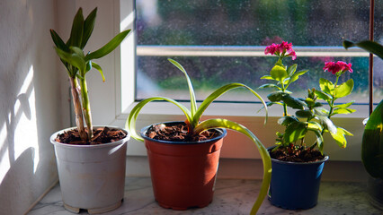 Indoor beautiful red flowers. The flowers grow in pots and are located indoors.