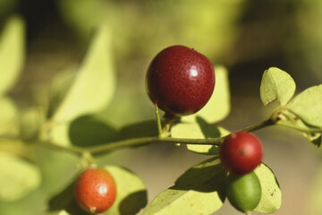 Orange kingkit, or orange ranti (Triphasia trifolia) is a relative of the orange (genus Citrus), but is not a real orange. This fruit is useful for coughing and stomachaches