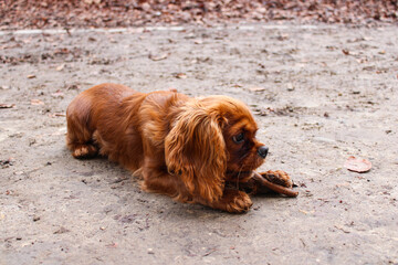 Adorable chiot King Charles Spaniel poil roux/ ruby