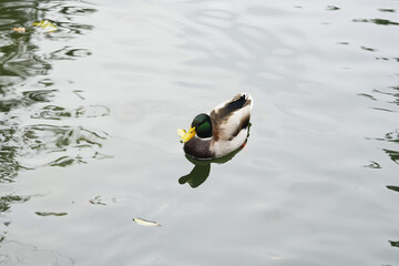 A mallard duck swims peacefully in calm waters surrounded by nature