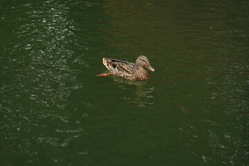 A solitary duck swims gracefully in a tranquil green pond