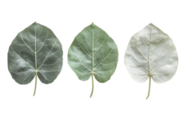 Neatly Arranged Bael Leaf Trio with Spiritual Significance Isolated On Transparent Background.
