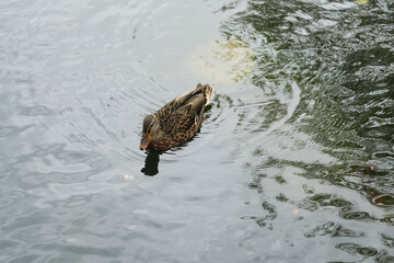 A solitary duck gliding through calm waters in a tranquil setting